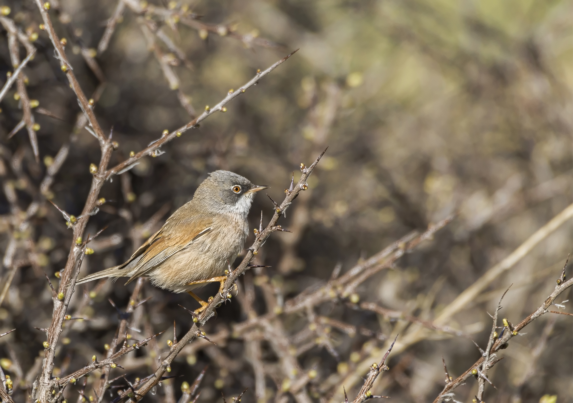 Spectacled Warbler
